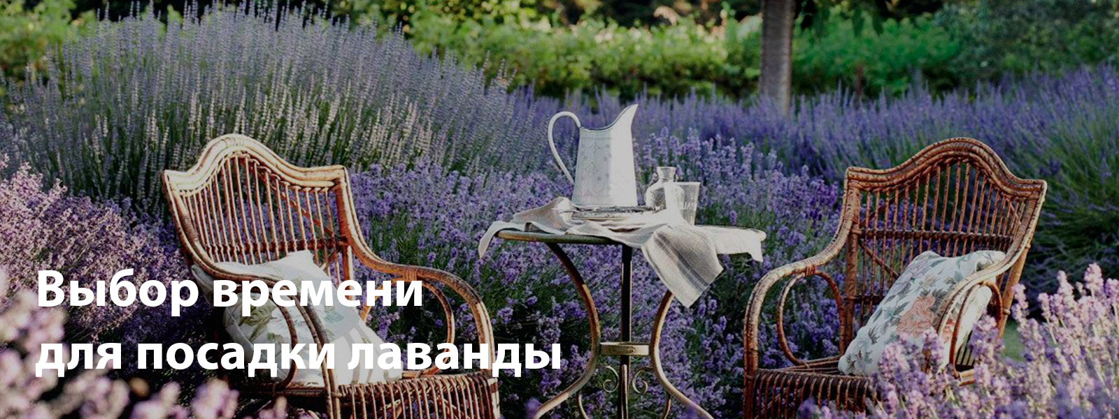 Выбор времени для посадки лаванды