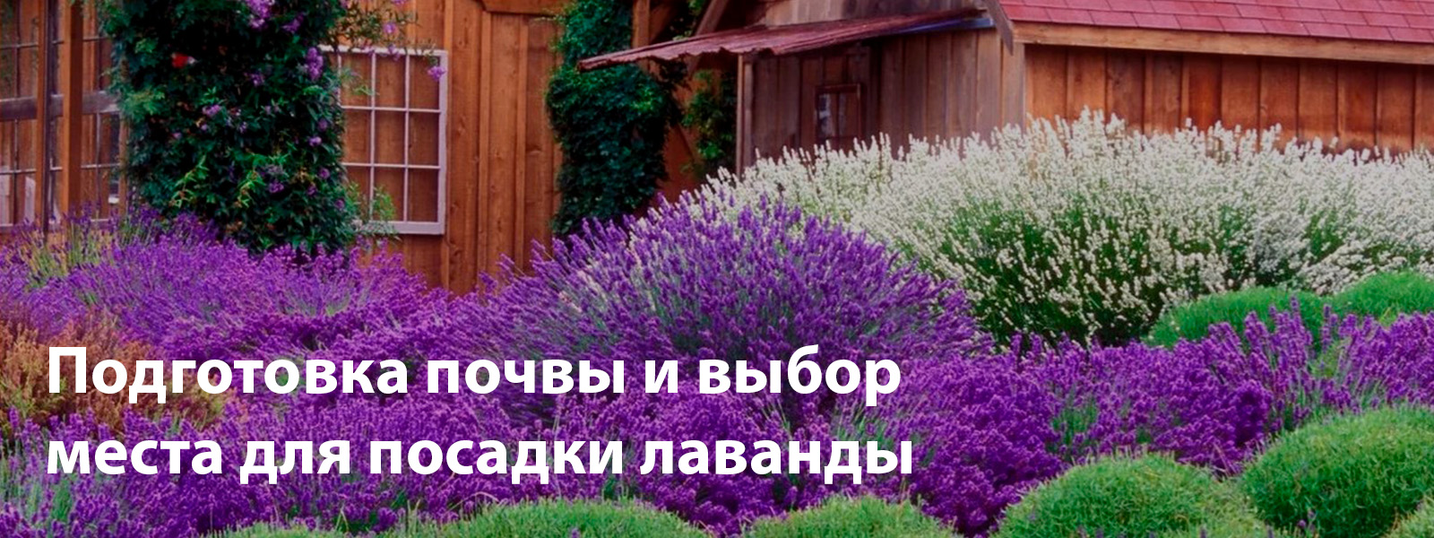 Подготовка почвы и выбор места для посадки