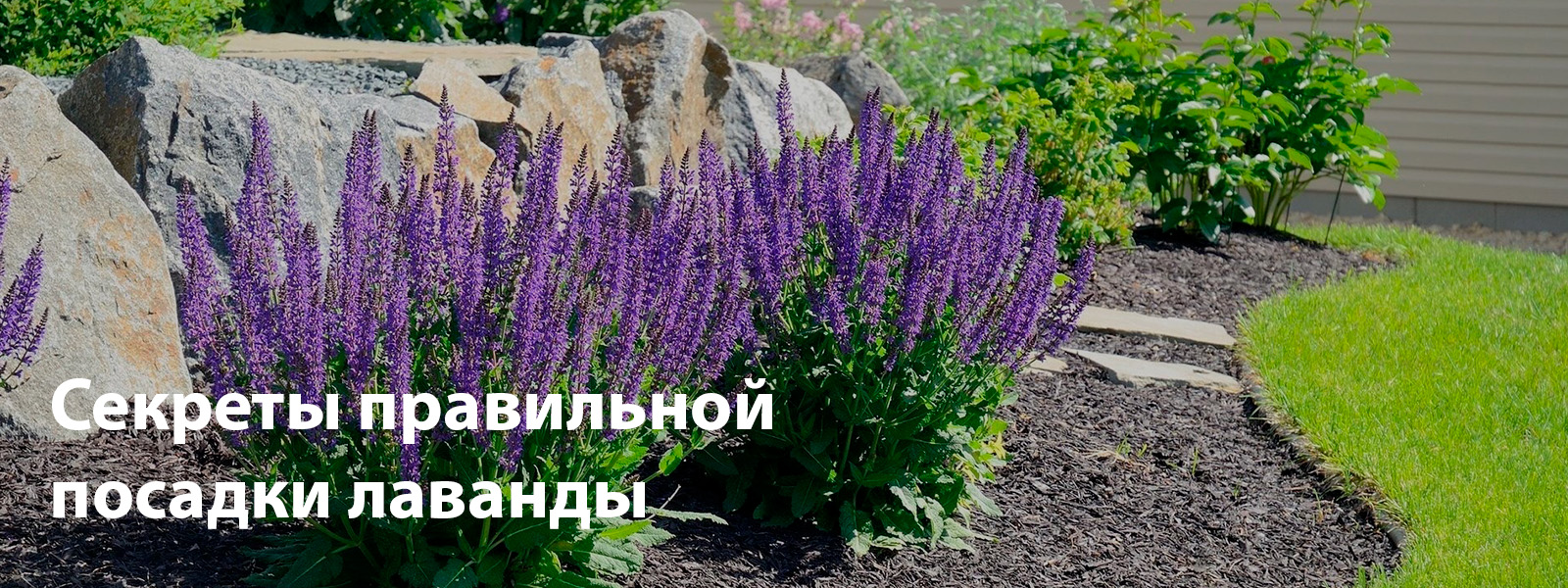 Секреты правильной посадки лаванды