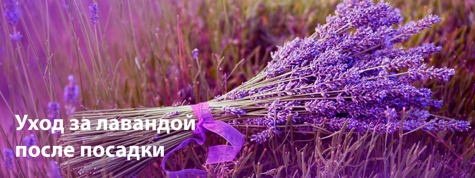 Уход за лавандой после посадки