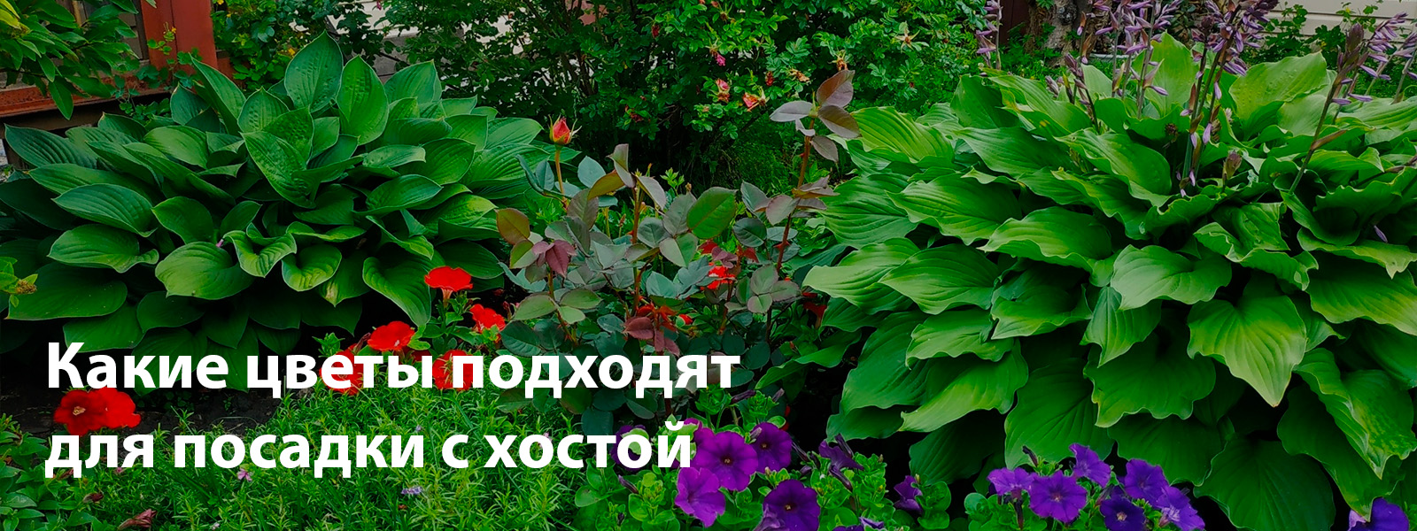 Какие цветы подходят для посадки с хостой