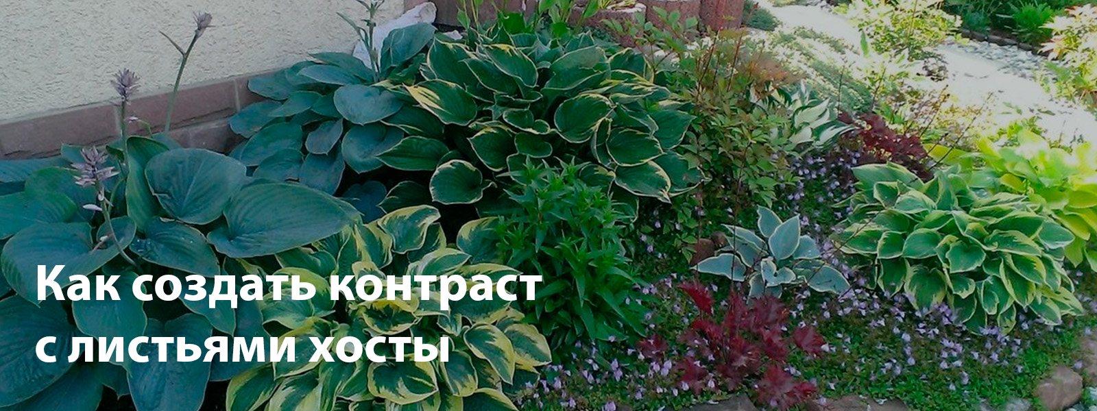 Как создать контраст с листьями хосты