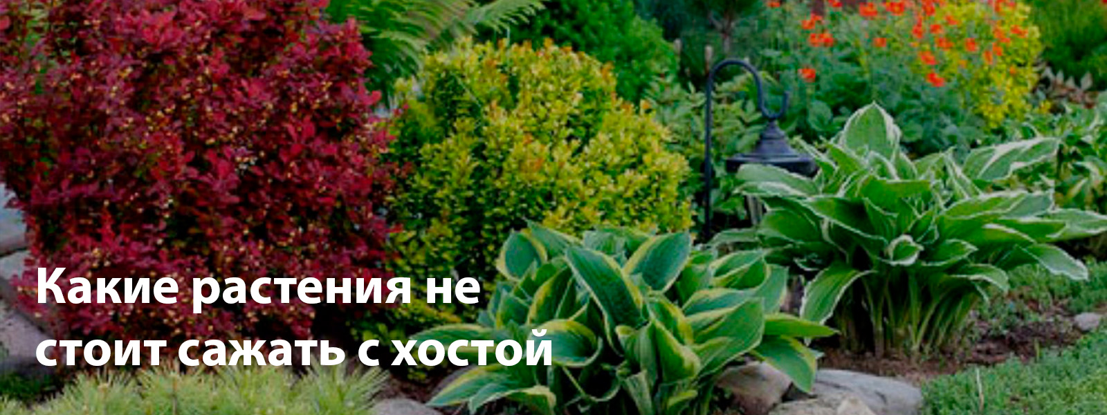 Какие растения не стоит сажать с хостой