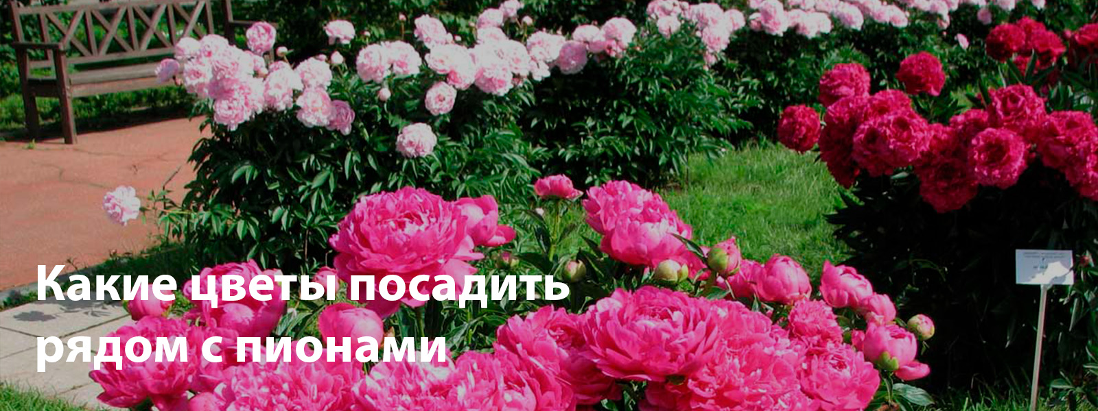 Какие цветы посадить рядом с пионами