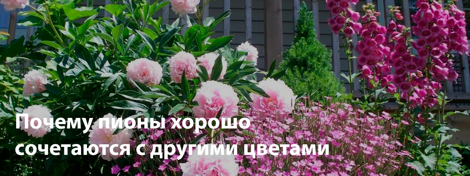Почему пионы хорошо сочетаются с другими цветами