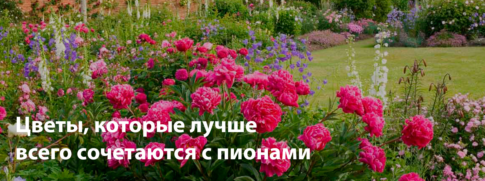 Цветы, которые лучше всего сочетаются с пионами