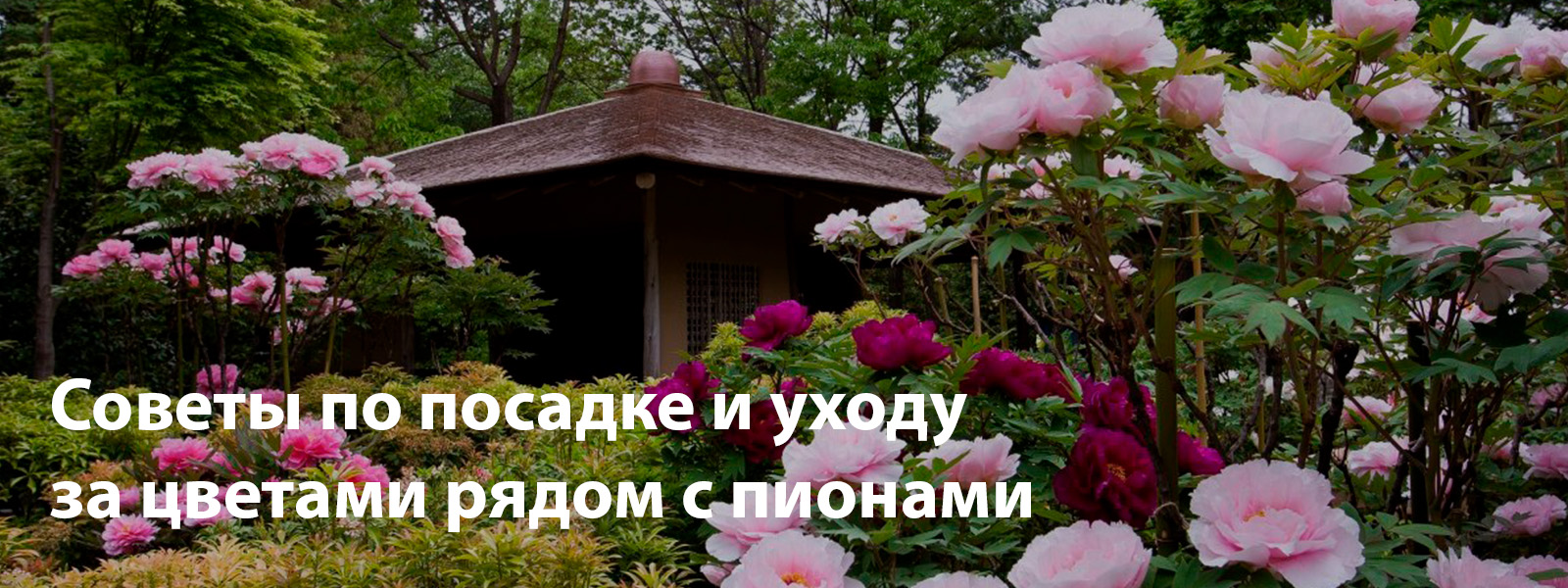 Советы по посадке и уходу за цветами рядом с пионами