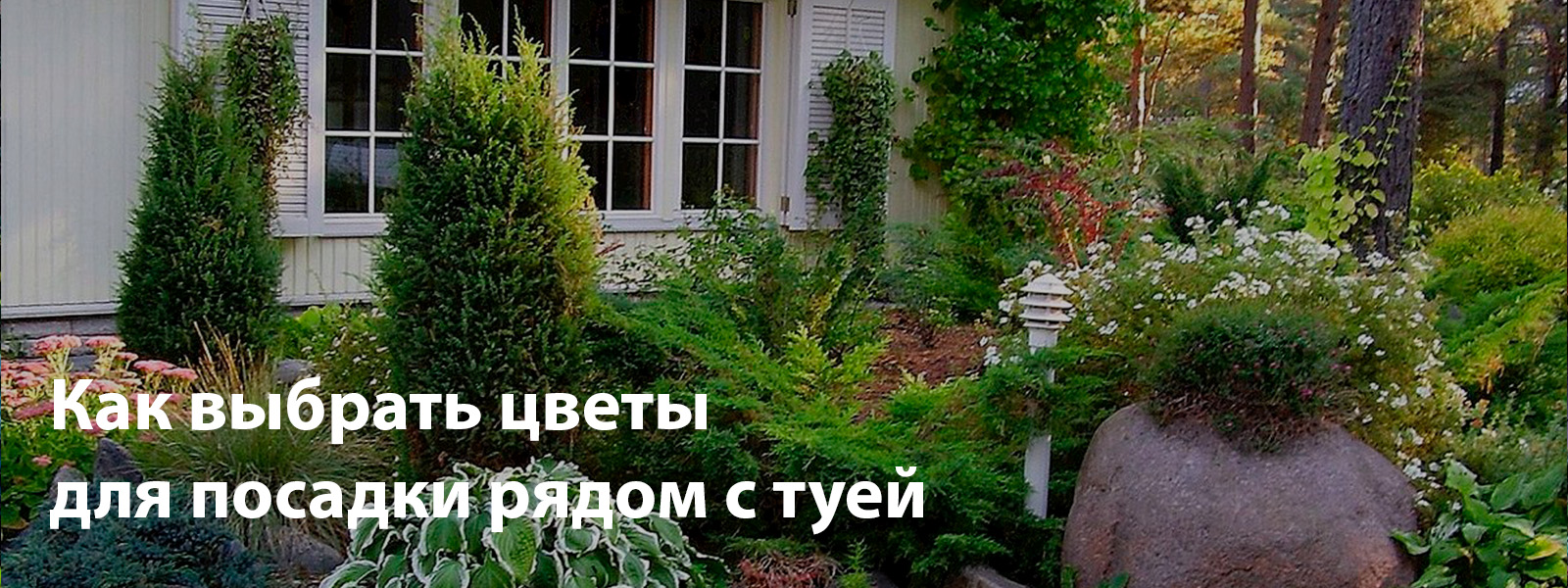 Как выбрать цветы для посадки рядом с туей