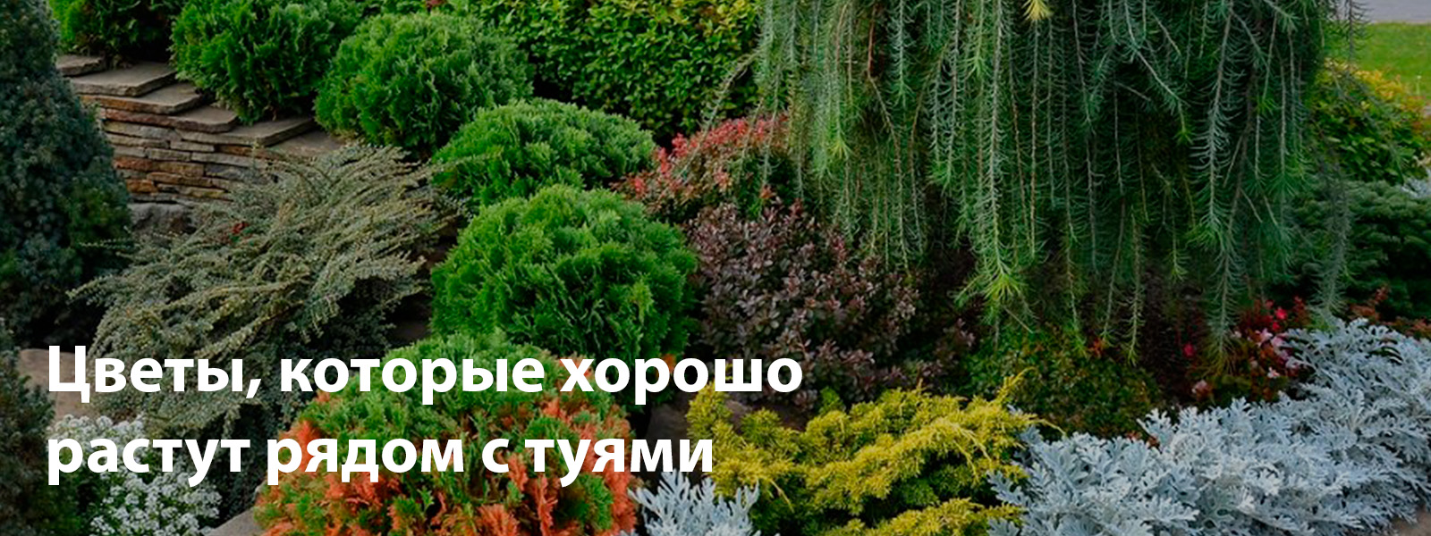 Цветы, которые хорошо растут рядом с туями