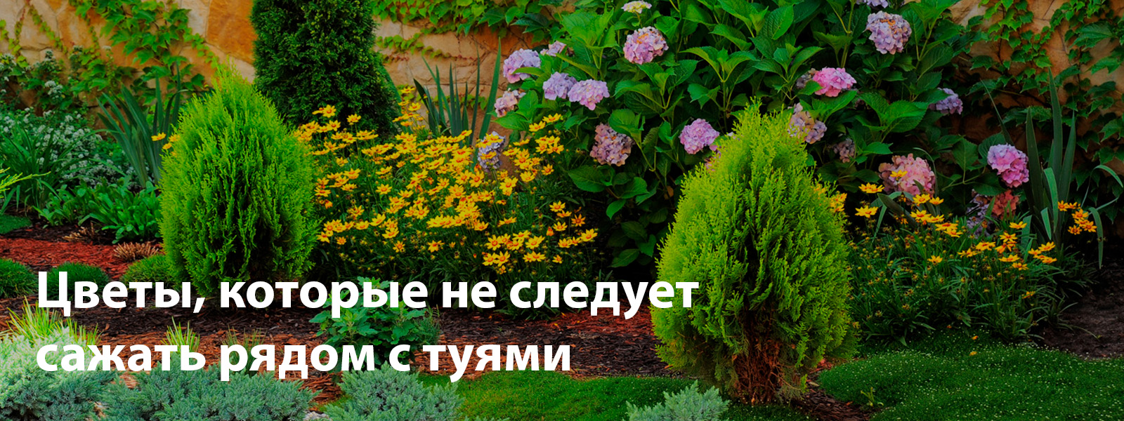 Цветы, которые не следует сажать рядом с туями