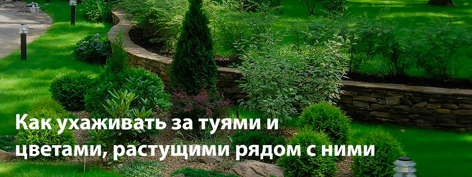 Как ухаживать за туями и цветами, растущими рядом с ними