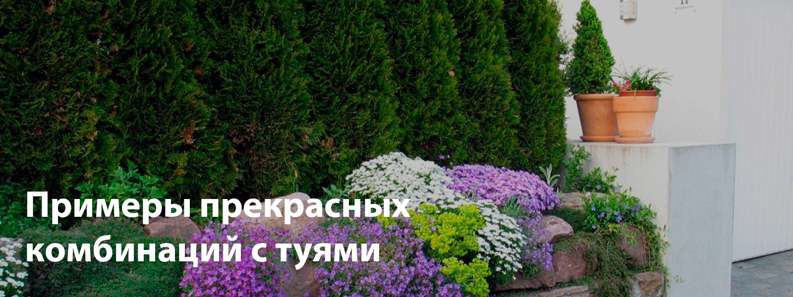 Примеры прекрасных комбинаций с туями