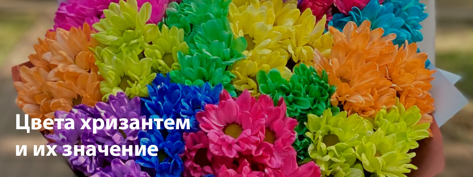 Цвета хризантем и их значение