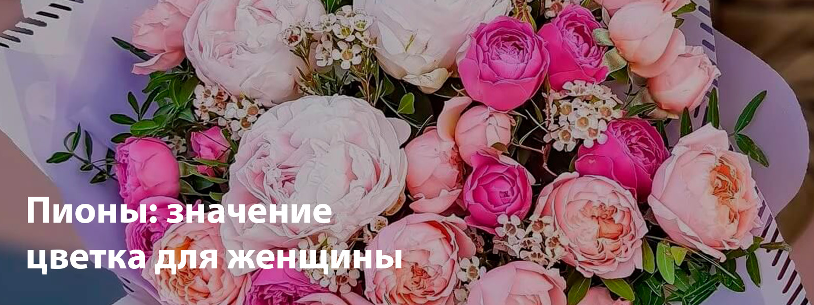 Пионы: значение цветка для женщины