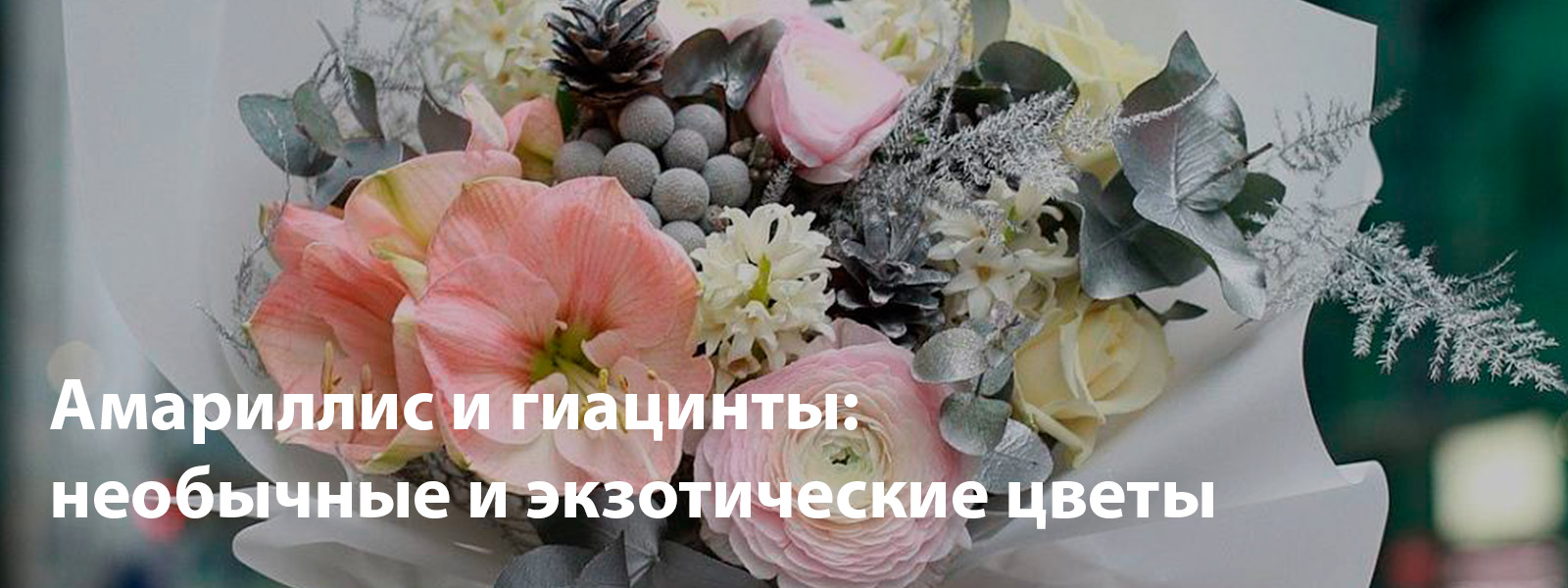 Амариллис и гиацинты: необычные и экзотические цветы