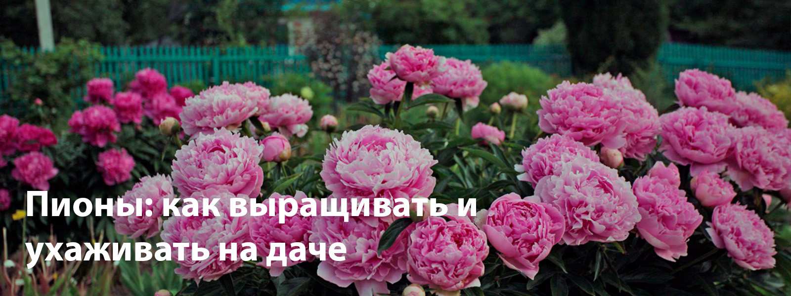 Пионы: как выращивать и ухаживать на даче