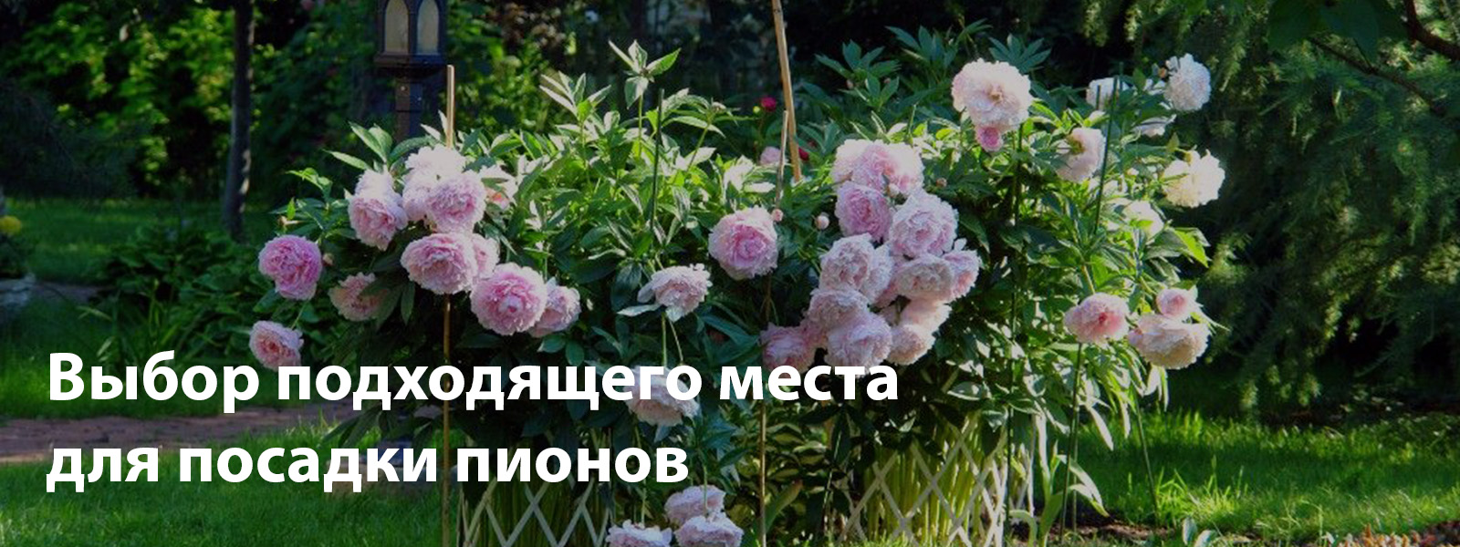 Выбор подходящего места для посадки пионов
