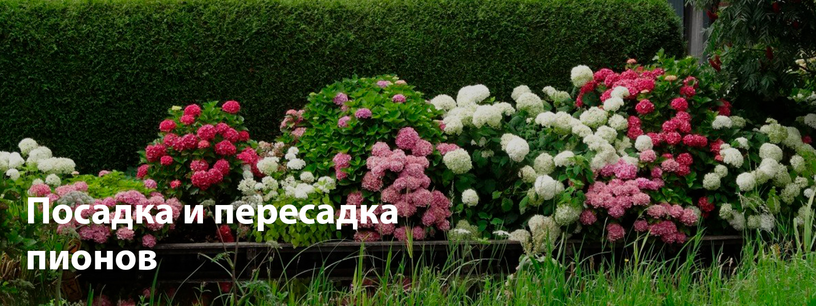 Посадка и пересадка пионов
