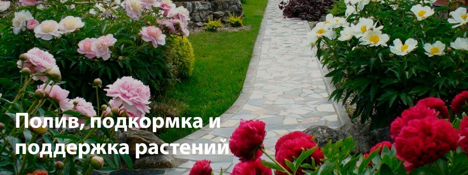 Полив, подкормка и поддержка растений