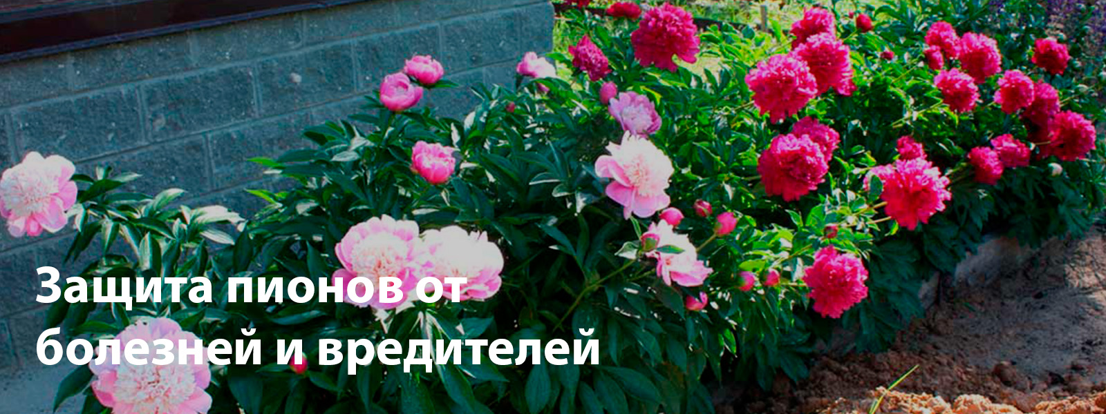Защита пионов от болезней и вредителей