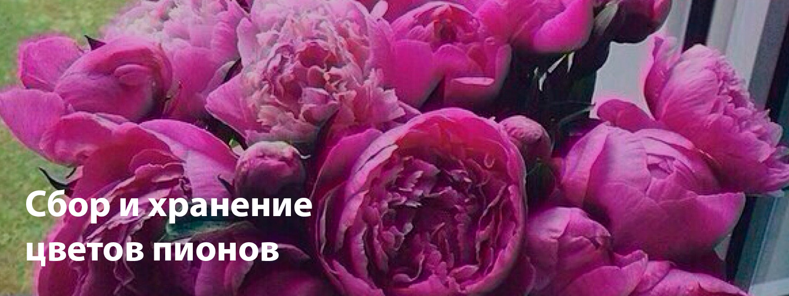 Сбор и хранение цветов пионов