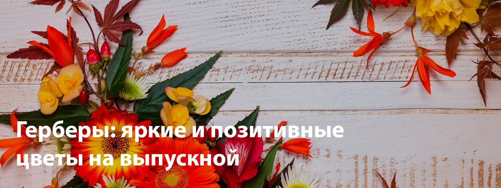 Герберы: яркие и позитивные цветы