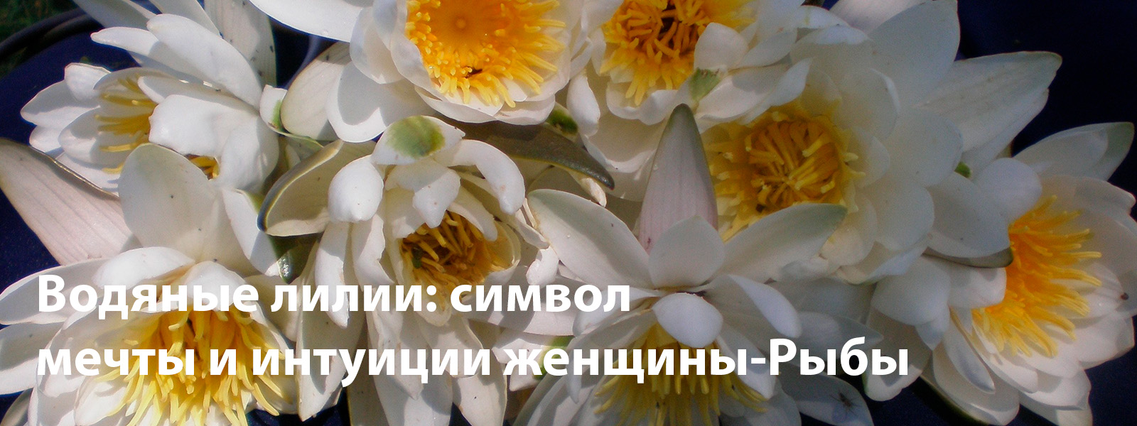Водяные лилии: символ мечты и интуиции женщины-Рыбы