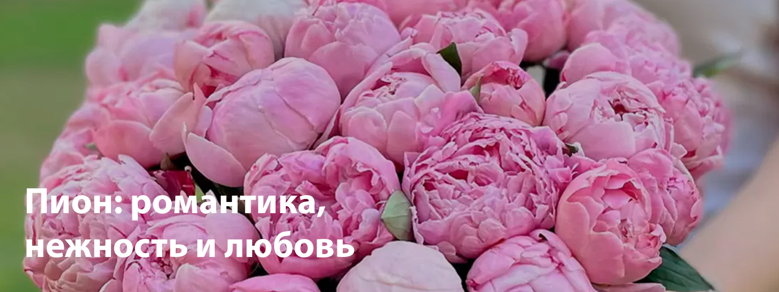 Пион: романтика, нежность и любовь женщин-Рыб