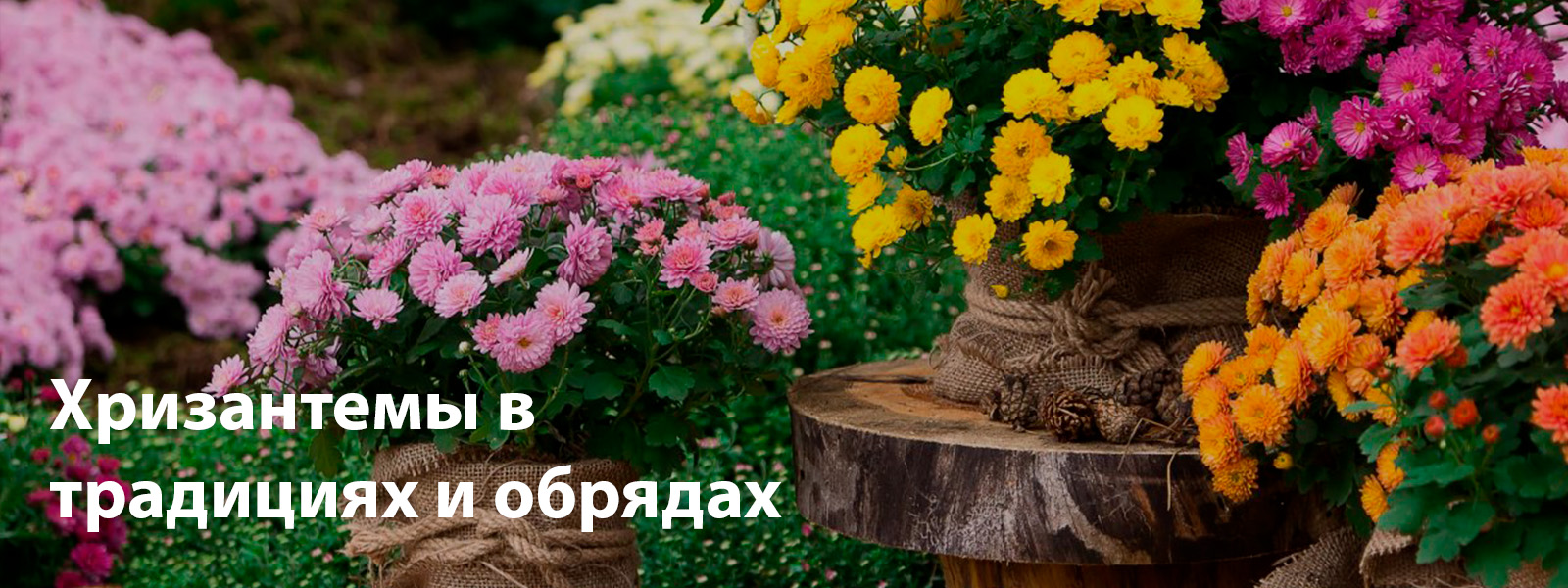 Хризантемы в традициях и обрядах