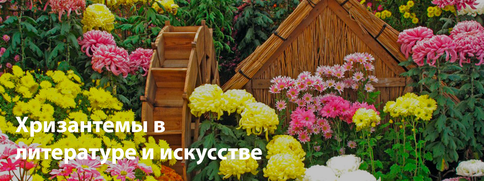 Хризантемы в литературе и искусстве