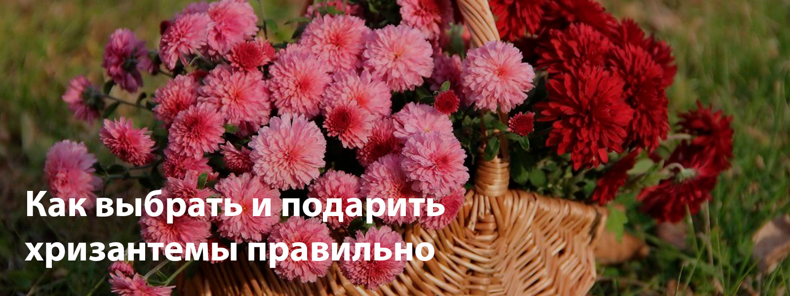 Как выбрать и подарить хризантемы правильно