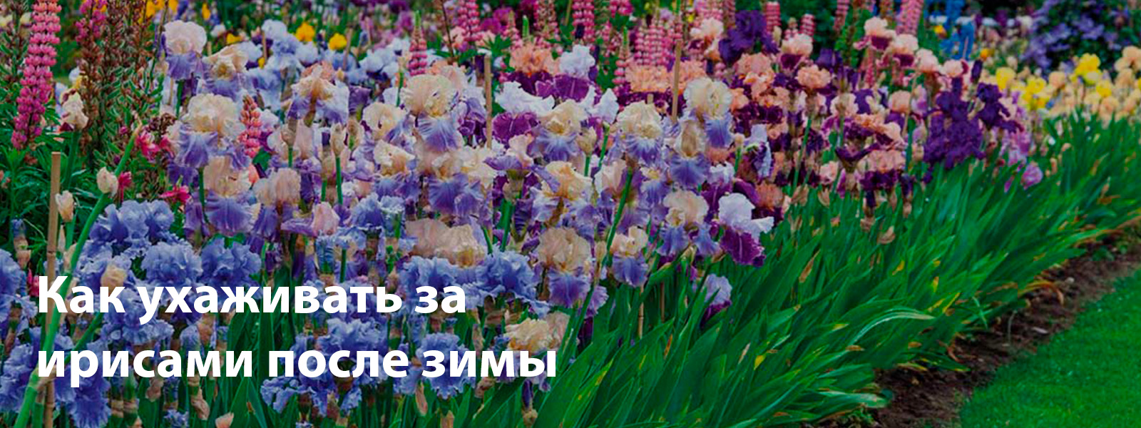 Как ухаживать за ирисами после зимы
