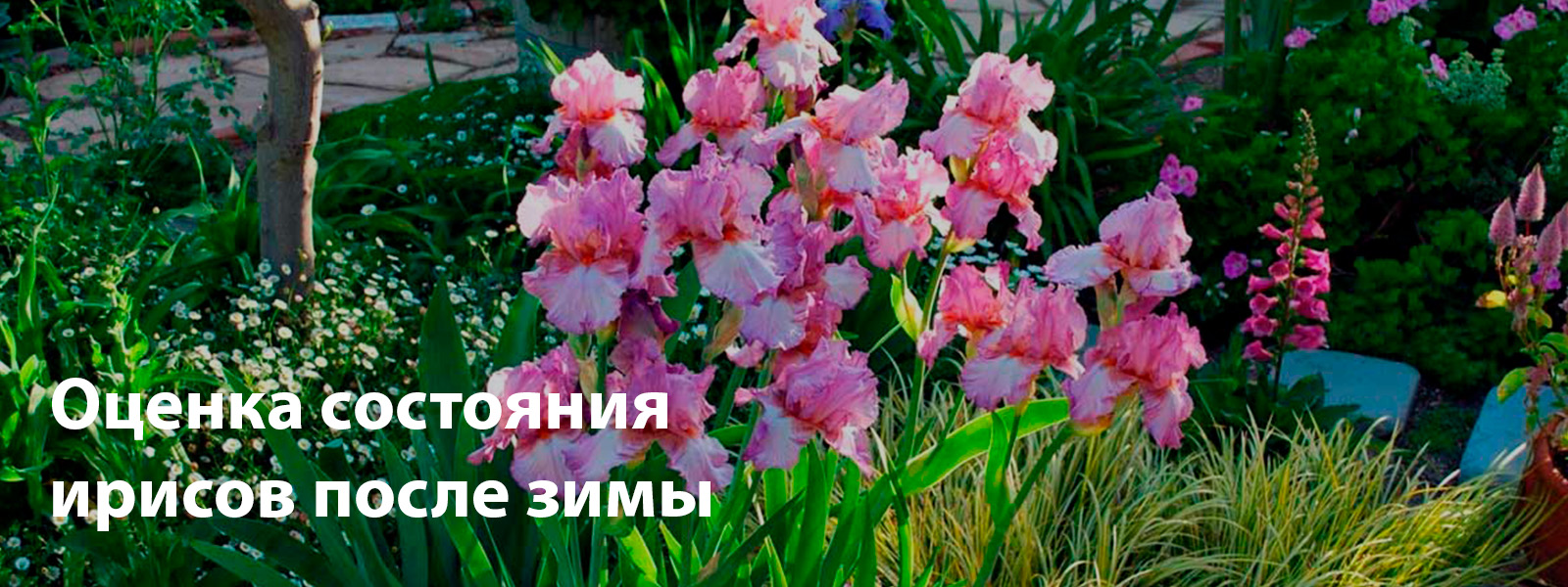 Оценка состояния ирисов после зимы