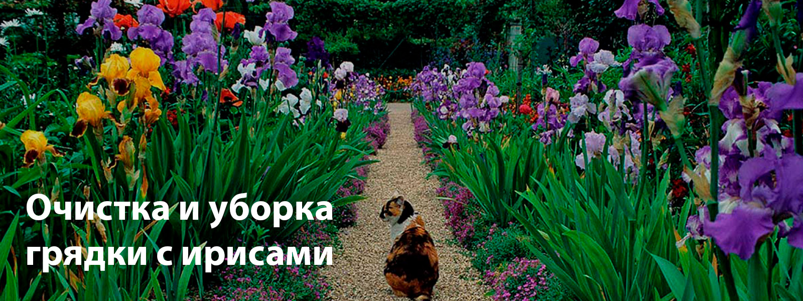 Очистка и уборка грядки с ирисами