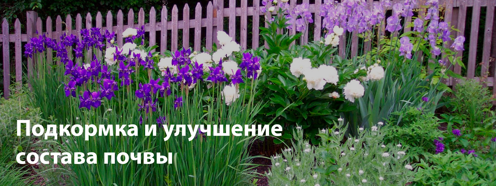 Подкормка и улучшение состава почвы