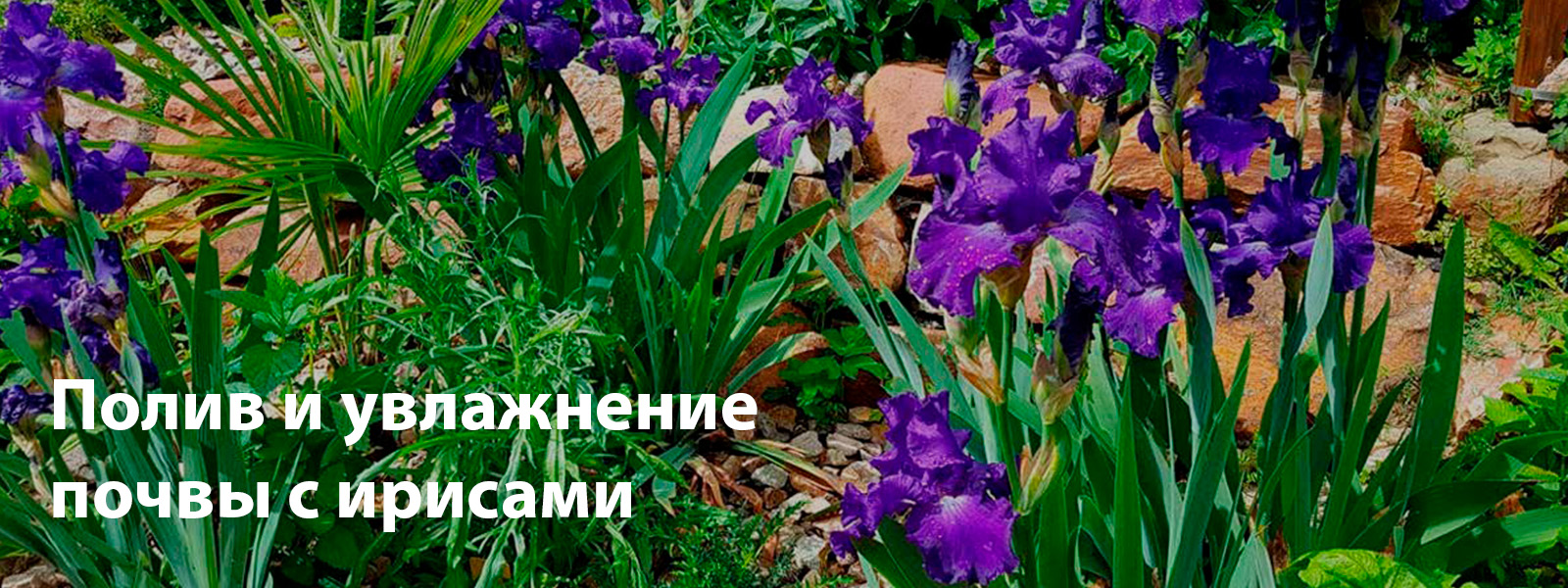 Полив и увлажнение почвы с ирисами