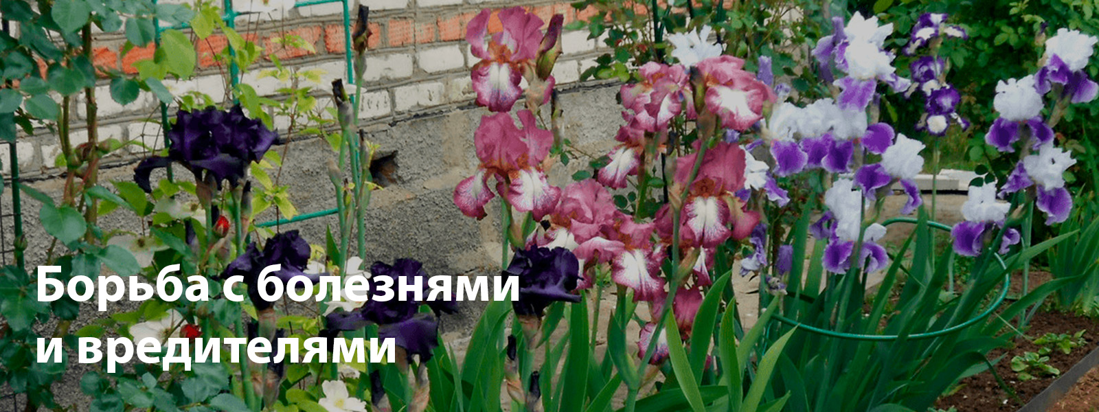Предотвращение и борьба с болезнями и вредителями