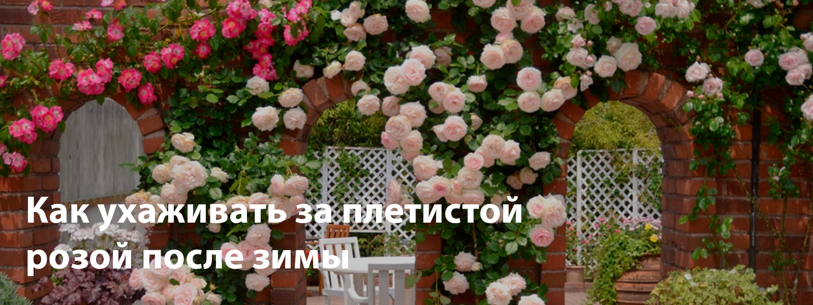 Как ухаживать за плетистой розой после зимы