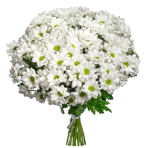 Букет из 15 Хризантем